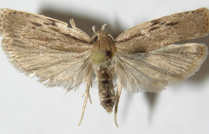 Figura 1. Adulto de <i>Antaeotricha spurca</i></i> (macho), vista dorsal. (09-SRNP-40702-DHJ507958).