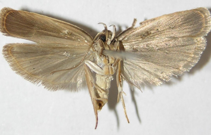 Figura 2. Adulto de <i>Antaeotricha spurca</i></i> (macho), vista ventral. (09-SRNP-40702-DHJ507959).