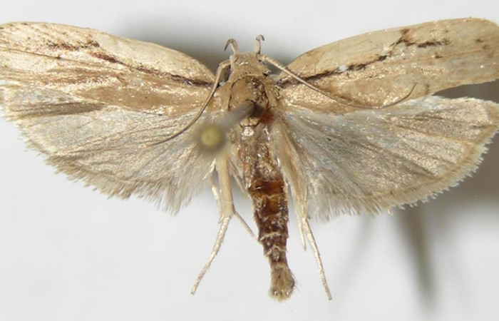 Figura 3. Adulto de <i>Antaeotricha spurca</i></i> (hembra), vista dorsal. (09-SRNP-40703-DHJ507960).