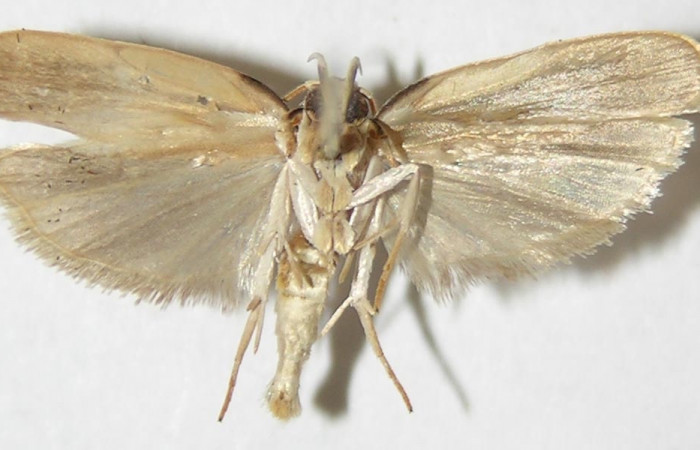Figura 4. Adulto de <i>Antaeotricha spurca</i></i> (hembra), vista ventral. (09-SRNP-40703-DHJ507961).