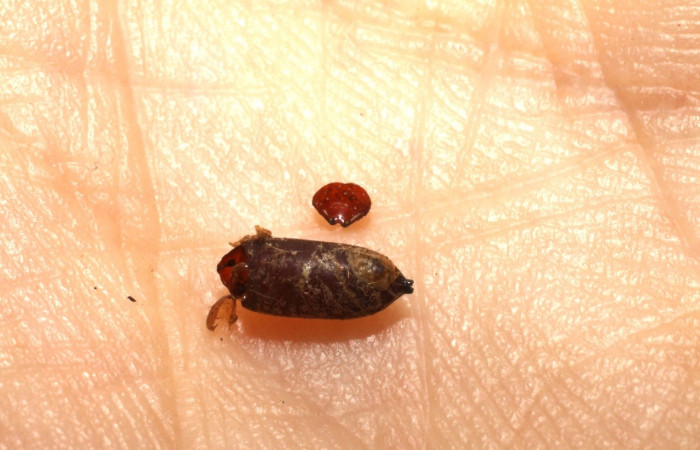 Figura16.Pupario de Tachinidae, <i>Genea</i></i> Janzen25, parásito que ataca a la larva de  <i>Antaeotricha spurca</i></i>.  Voucher: (09-SRNP-70696-DHJ474210).