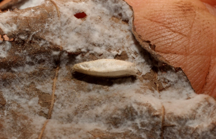 Figura 13. Capullos de Braconidae, <i>Lytopylus rebeccashapleyae</i></i> parásito que ataca larva <i>Antaeotricha spurca</i></i>. (10-SRNP-55228-DHJ800215).