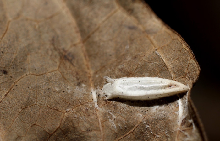 Figura 14. Capullos de Braconidae, <i>Lytopylus rebeccashapleyae</i></i> parásito que ataca larva <i>Antaeotricha spurca</i></i>. (10-SRNP-55229-DHJ498262).