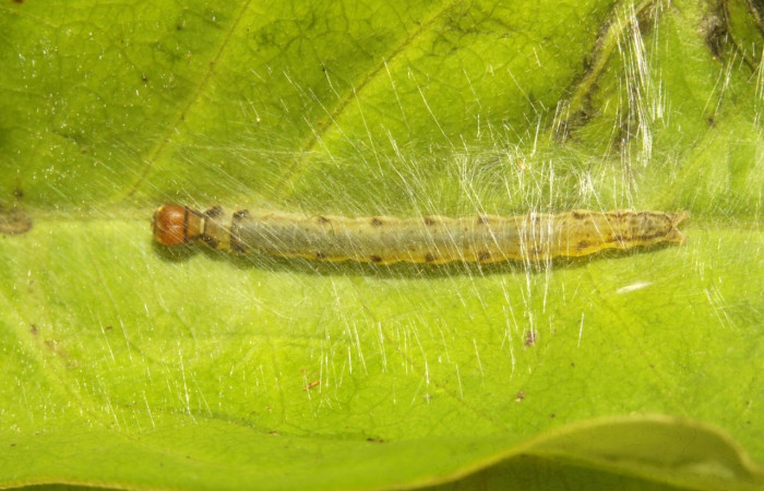 Figura 5. Larva <i>Antaeotricha spurca</i></i>, Depressariidae, vista lateral. (16-SRNP-30770-DHJ729925).