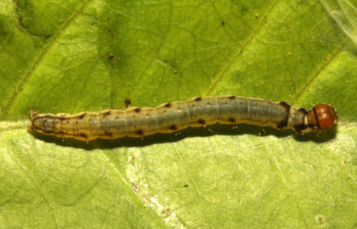Figura 6. Larva <i>Antaeotricha spurca</i></i>, Depressariidae, vista dorsal. (16-SRNP-30770-DHJ729927).