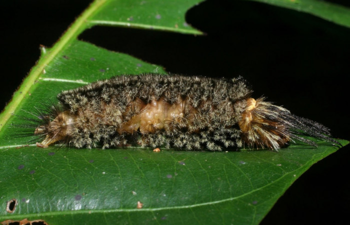 Fig. 10 Larva <i>Robinsonia deiopea</i></i>, Erebidae, mostrando la posición dorsal entero, se alimenta <i>Pouteria reticulata</i></i>, familia (Sapotaceae). Voucher: 08-SRNP-72813-DHJ447521.jpg.