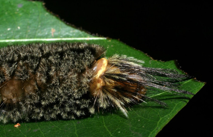 Fig. 11 Larva <i>Robinsonia deiopea</i></i>, Erebidae, mostrando la posición dorsal mitad cabeza y penachos largos, se alimenta <i>Pouteria reticulata</i></i>, familia (Sapotaceae). Voucher: 08-SRNP-72813-DHJ447524.jpg.