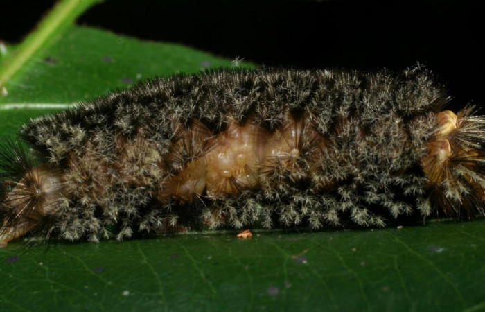 Fig. 12 Larva <i>Robinsonia deiopea</i></i>, Erebidae, mostrando la posición costado, se alimenta <i>Pouteria reticulata</i></i>, familia (Sapotaceae). Voucher: 08-SRNP-72813-DHJ447526.jpg.