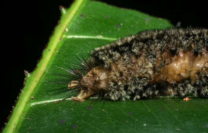 Fig. 13 Larva <i>Robinsonia deiopea</i></i>, Erebidae, mostrando la posición costado trasero piel vistosa, se alimenta <i>Pouteria reticulata</i></i>, familia (Sapotaceae). Voucher: 08-SRNP-72813-DHJ447527.jpg.