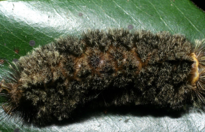 Fig. 14 Larva <i>Robinsonia deiopea</i></i>, Erebidae, mostrando la posición dorsal espalda, se alimenta <i>Pouteria reticulata</i></i>, familia (Sapotaceae). Voucher: 08-SRNP-72813-DHJ447529.jpg.