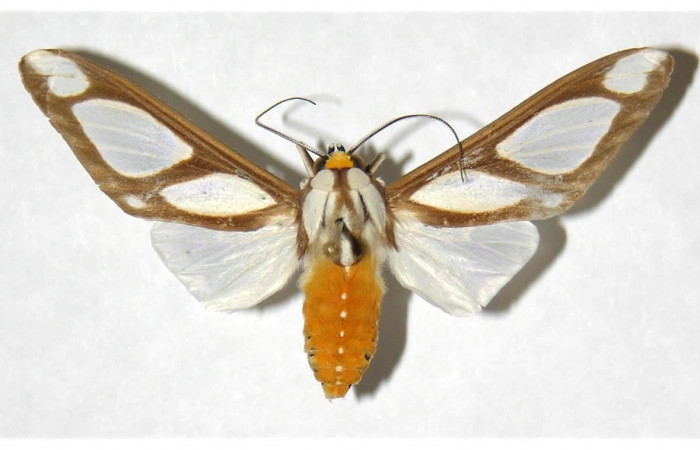Fig.1 Adulto <i>Robinsonia deiopea</i></i>, Erebidae, macho, mostrando la parte dorsal. Voucher: 01-SRNP-10416-DHJ316728.