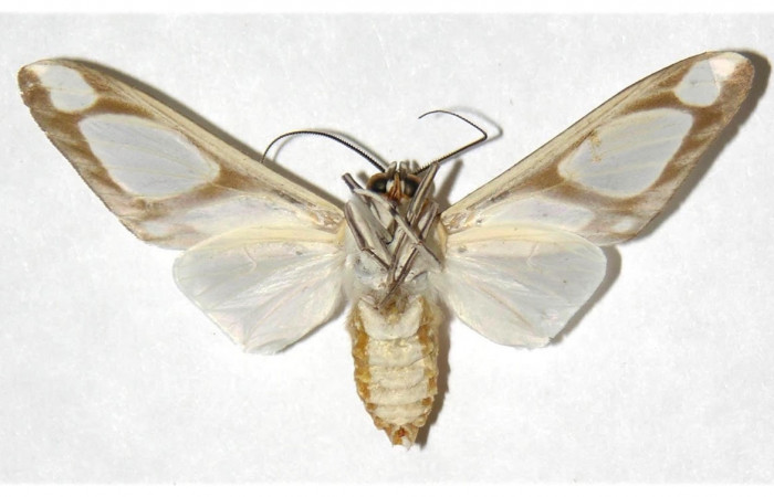 Fig.2 Adulto <i>Robinsonia deiopea</i></i>, Erebidae, macho, mostrando la parte ventral. Voucher: 01-SRNP-10416-DHJ316729.