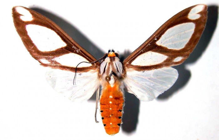 Fig.3 Adulto <i>Robinsonia deiopea</i></i>, Erebidae, hembra, mostrando la parte dorsal. Voucher: 01-SRNP-10417-DHJ38926.