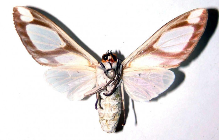 Fig.4 Adulto <i>Robinsonia deiopea</i></i>, Erebidae, hembra, mostrando la parte ventral. Voucher: 01-SRNP-10417-DHJ38927.