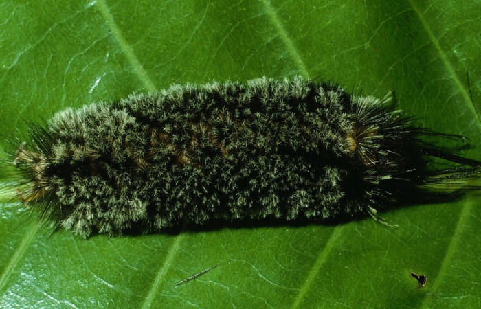 Fig. 5 Larva <i>Robinsonia deiopea</i></i>, Erebidae, mostrando la posición lateral entero, se alimenta <i>Pouteria campechiana</i></i>, familia (Sapotaceae). Voucher: 03-SRNP-17594-DHJ76908.jpg.
