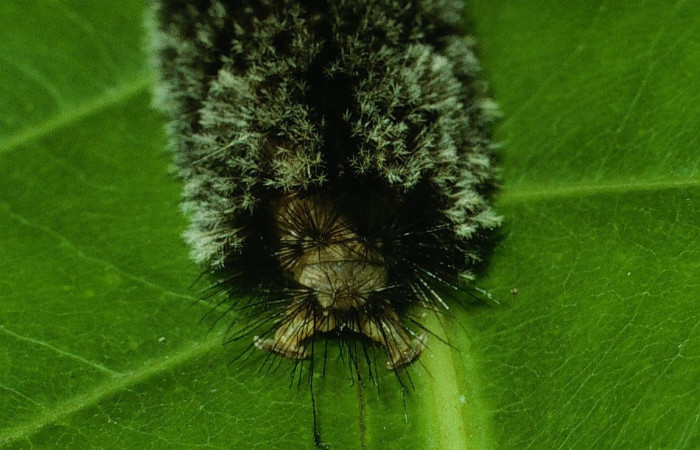 Fig. 7 Larva <i>Robinsonia deiopea</i></i>, Erebidae, mostrando la posición trasera, se alimenta <i>Pouteria campechiana</i></i>, familia (Sapotaceae). Voucher: 03-SRNP-17594-DHJ76913.jpg.