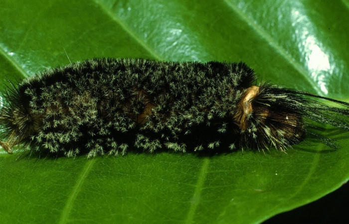 Fig. 8 Larva <i>Robinsonia deiopea</i></i>, Erebidae, mostrando la posición dorsal entero, se alimenta <i>Pouteria campechiana</i></i>, familia (Sapotaceae). Voucher: 03-SRNP-17594-DHJ76914.jpg.