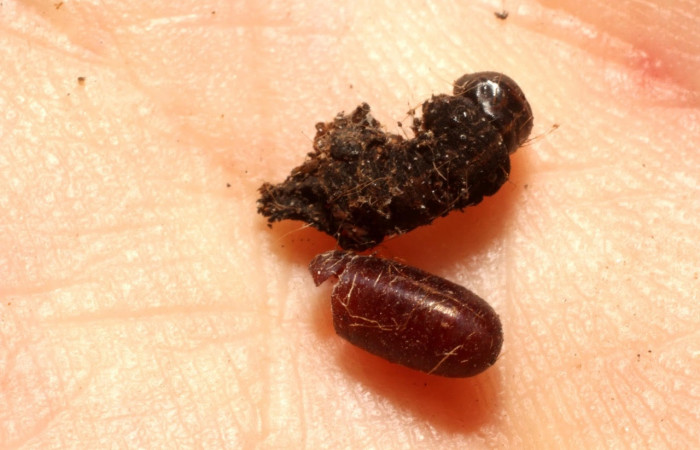 Fig.10 Observamos un pupario vacío del parásito <i>Eucelatoria</i></i> armigeraDHJ07 (Tachinidae), junto a resto de larva <i>Hyblaea puera</i></i>, (Hyblaeidae). (13-SRNP-16571-DHJ804548.jpg).