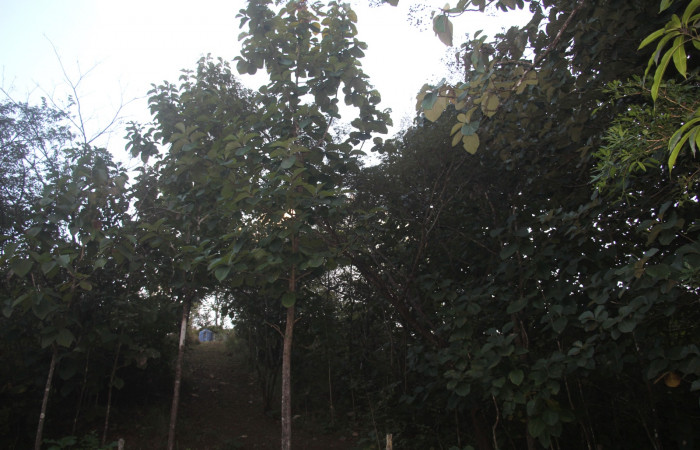 Fig.11 Planta <i>Tectona grandis</i></i>, (Verbenaceae) (Fabaceae), hospedera de la <i>Hyblaea puera</i></i> (Hyblaeidae), Sector Mundo Nuevo, Estación Biólgica La Perla. Foto, Jose cortes, 22 Noviembre 2022.
