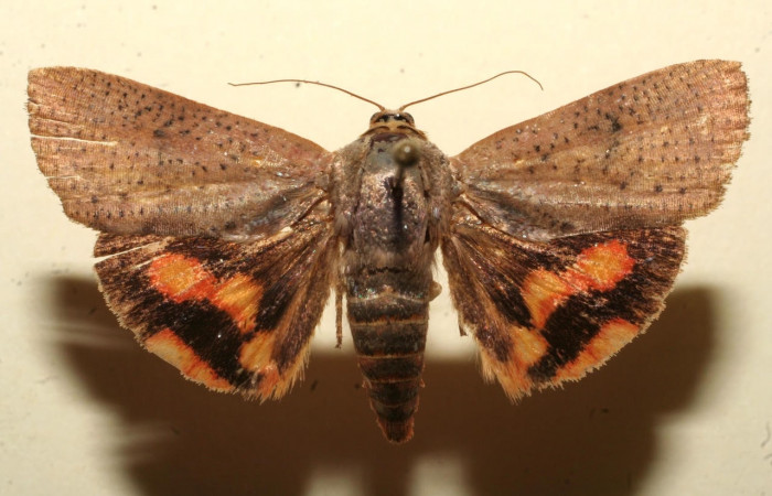 Fig.1 Vista dorsal, <i>Hyblaea puera</i></i> (Hyblaeidae), colectado 21 Septiembre 2009, Sector Santa Rosa, Manta Naranjo, 25mts. (09-SRNP-109015-DHJ642250.jpg) 