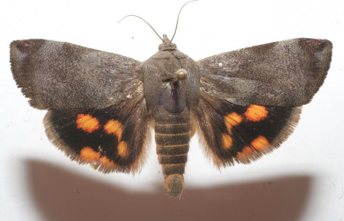 Fig.2 Vista dorsal, <i>Hyblaea puera</i></i> (Hyblaeidae), colectado 24 Junio 2009, Sector Santa Elena, Mirador Rio Cuajiniquil, 242mts.  (09-SRNP-106036-DHJ639271.jpg)