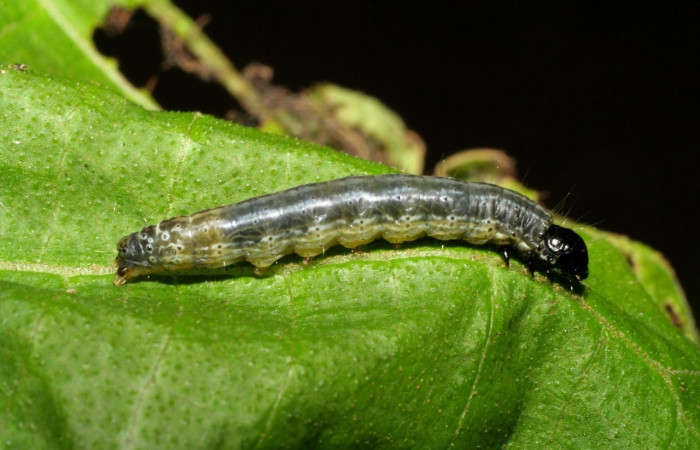 Fig.4 Vista lateral, <i>Hyblaea puera</i></i>, (Hyblaeidae). Se colectó 2 de julio 2007 Sector Mundo Nuevo, Estacion La Perla, 325mts. (07-SRNP-57756-DHJ428525.jpg)