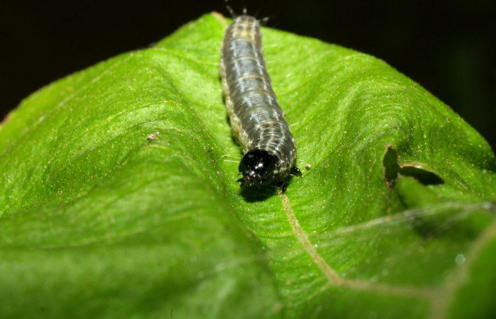 Fig.5 Vista frontal, <i>Hyblaea puera</i></i>, (Hyblaeidae). Se colectó 2 de julio 2007 Sector Mundo Nuevo, Estacion La Perla, 325mts. (07-SRNP-57756-DHJ428527.jpg).