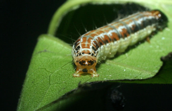 Fig.6 Vista trasera, <i>Hyblaea puera</i></i>, (Hyblaeidae). Se colectó 10 de junio 2009 Sector Santa Rosa, Quebrada Puercos, 155mts. (09-SRNP-13771-DHJ454751.jpg).