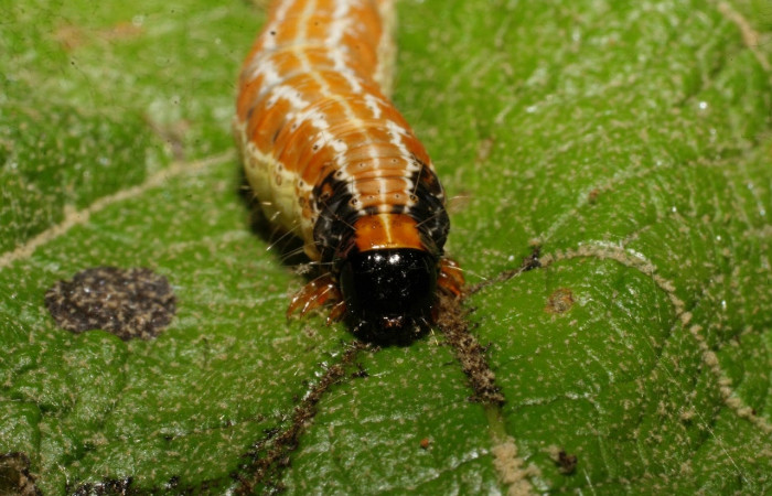 Fig.7 Vista frontal en último estadio, <i>Hyblaea puera</i></i>, (Hyblaeidae). Se colectó 31 de Diciembre 2007 Sector Del Oro, Río Chon, 320mts. (07-SRNP-24899-DHJ434249.jpg).