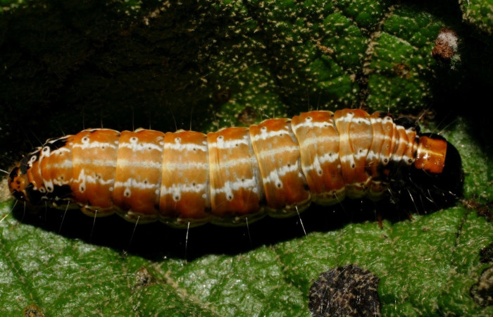Fig.8 Vista dorsal en último estadio, <i>Hyblaea puera</i></i>, (Hyblaeidae). Se colectó 31 de Diciembre 2007 Sector Del Oro, Rio Chon, 320mts. (07-SRNP-24899-DHJ434247.jpg).