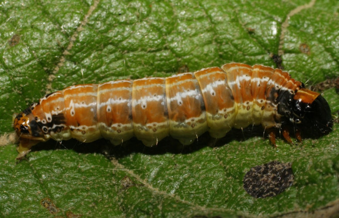 Fig.9 Vista lateral en ultimo estadio, <i>Hyblaea puera</i></i>, (Hyblaeidae). Se colectó 31 de Diciembre 2007 Sector Del Oro, Rio Chon, 320mts.(07-SRNP-24899-DHJ434248.jpg).