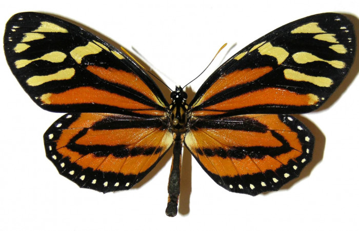 Figura 1. Vista dorsal <i>Lycorea atergatis </i></i> (Nymphalidae),envergadura alar 89 mm. Voucher: 04-SRNP-47731-DHJ308142.jpg.