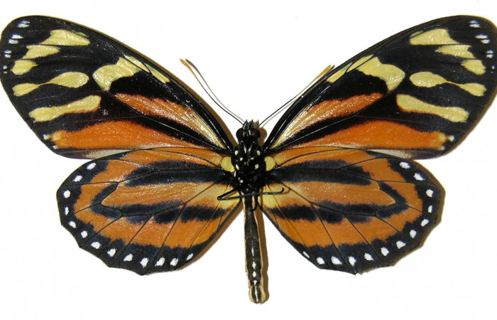 Figura 2. Vista ventral <i>Lycorea atergatis</i></i> (Nymphalidae),envergadura alar 89 mm. Voucher: 04-SRNP-47731-DHJ308143.jpg.
