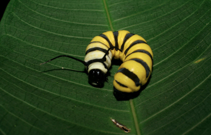 Figura 5. Cabeza de frente <i>Lycorea atergatis</i></i> (Nymphalidae), larva en último estadío 39 mm. Foto: 18/marzo/2006. 
 Voucher: 06-SRNP-21007-DHJ411788.jpg.
