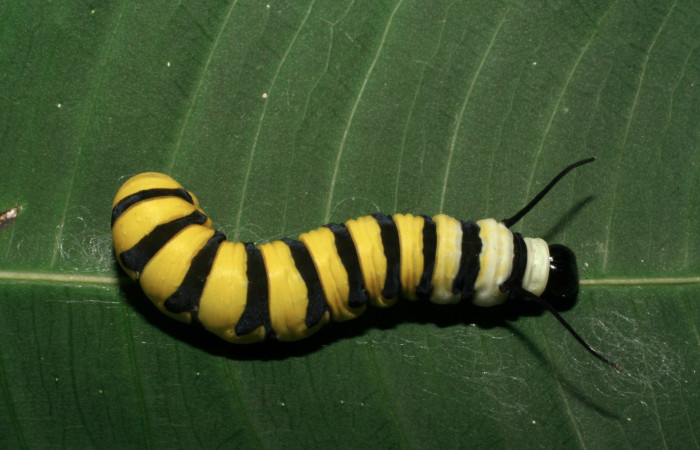 Figura 3. Vista dorsal <i>Lycorea atergatis</i></i> (Nymphalidae), larva en último estadío 39 mm. 
Foto: 18/marzo/2006.  Voucher: 06-SRNP-21007-DHJ411794.jpg.
