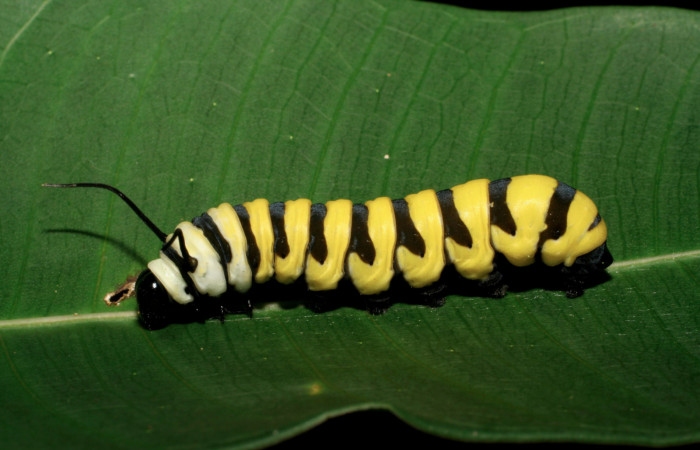 Figura 4. Vista lateral <i>Lycorea atergatis</i></i> (Nymphalidae), larva en último estadío 39 mm. Foto: 18/marzo/2006.  
Voucher: 06-SRNP-21007-DHJ411797.jpg.
