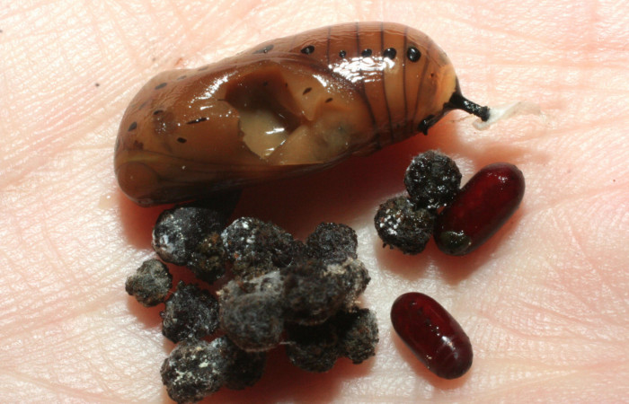 Figura 8. Pupa de <i>Lycorea atergatis</i></i> (Nymphalidae):. posición lateral mostrando por donde salieron las larvas del parásito <i>Hyphantrophaga virilis</i></i> (Tachinidae), pupa 20 mm de longitud. Voucher: 09-SRNP-14232-DHJ463684.jpg.
