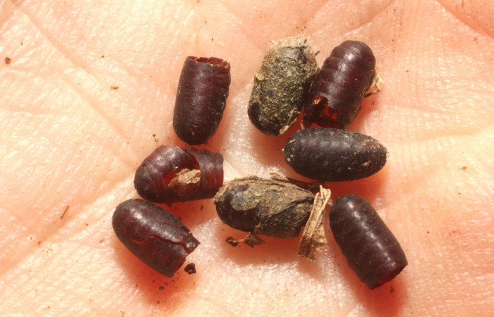 Figura 9. Mostrando los parásito de tachinidWood02 Wood01 (Tachinidae), de la larva <i>Lycorea atergatis</i></i> (Nymphalidae). Foto 30 julio 2015. Voucher: 13-SRNP-56304-DHJ804792.jpg.