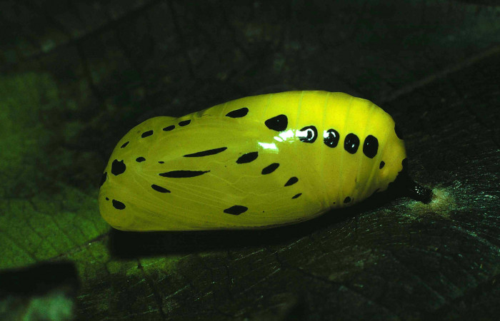 Figura 6. Pupa de <i>Lycorea atergatis</i></i> (Nymphalidae). Pupa lateral 21 mm. Foto 27/Junio/1981. Voucher: 81-SRNP-459-DHJ2535.jpg.
