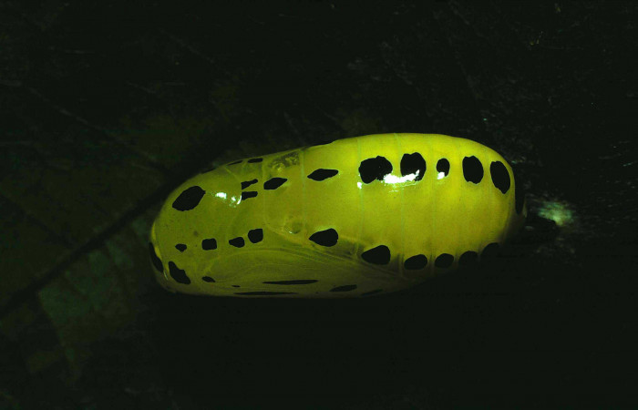 Figura 7. Pupa de <i>Lycorea atergatis</i></i> (Nymphalidae). Pupa dorsal 21 mm. Foto 27/Junio/1981. Voucher: 81-SRNP-459-DHJ2536.jpg.