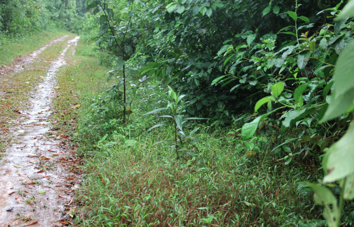 Figura 10. Planta hospedera <i>Ficus insipida</i></i> (Moraceae) de <i>Lycorea atergatis</i></i> (Nymphalidae) creciendo orilla del camino.
Foto: Freddy Quesada, 15 enero 2019.