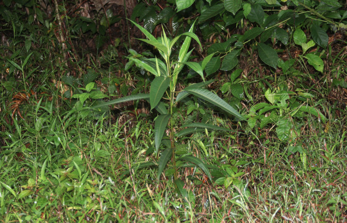 Figura 11. Planta hospedera <i>Ficus insipida</i></i> (Moraceae) de <i>Lycorea atergatis</i></i> (Nymphalidae).
Foto: Freddy Quesada, 15 enero 2019.