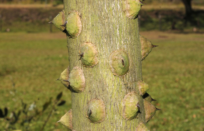 Fig. 10 Tallo de <i>Zanthoxylum setulosum</i></i> (Rutaceae) 15 de marzo 2023, Estación Biológica Los Almendros Sector El Hacha ACG. Foto: Roster Moraga.