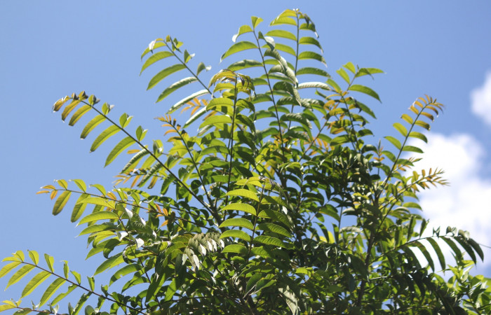 Fig. 11 Tallo de <i>Zanthoxylum setulosum</i></i> (Rutaceae) 15 de marzo 2023, Estación Biológica Los Almendros Sector El Hacha ACG. Foto: Roster Moraga.