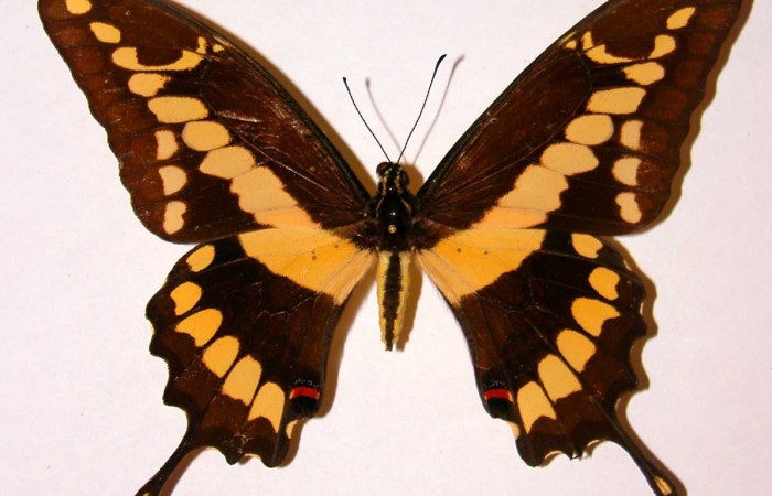 Fig. 1 Vista dorsal de la hembra <i>Heraclides cresphontes</i></i> (Papilionidae) (92-SRNP-2738-DHJ38760).