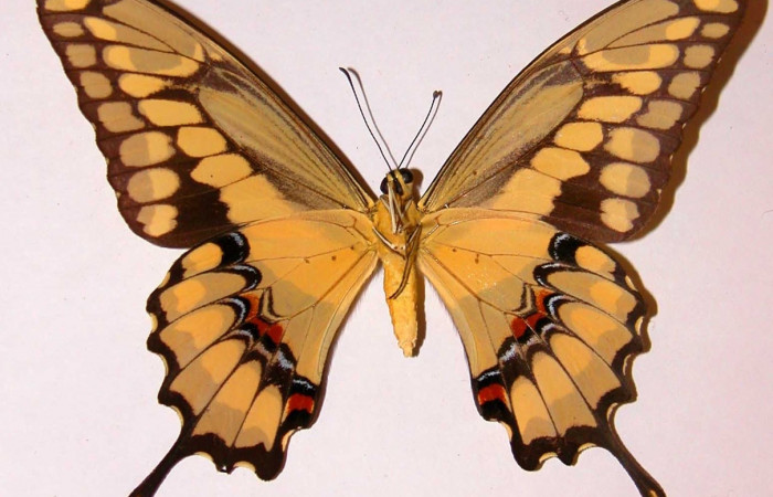 Fig. 2 Vista ventral de la hembra <i>Heraclides cresphontes</i></i> (Papilionidae) (92-SRNP-2738-DHJ38761).