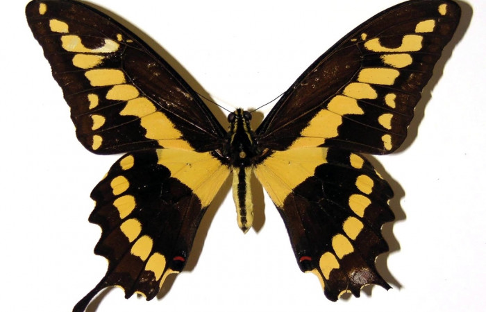 Fig. 3 Vista dorsal del macho <i>Heraclides cresphontes</i></i> (Papilionidae) (98-SRNP-11855-DHJ97392).