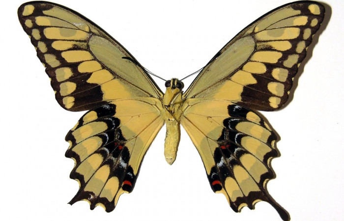 Fig. 4 Vista ventral del macho <i>Heraclides cresphontes</i></i> (Papilionidae) (98-SRNP-11855-DHJ97393).