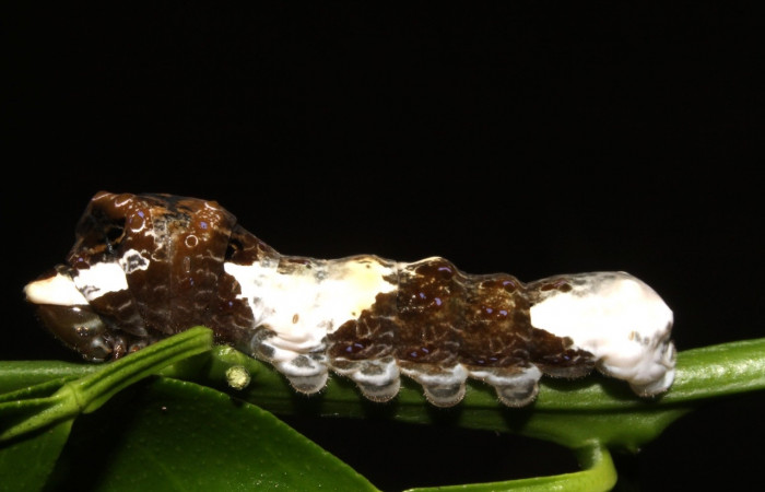 Fig. 5 Vista lateral de oruga <i>Heraclides cresphontes</i></i> (Papilionidae) sobre <i>Citrus limon</i></i> (introducido) (14-SRNP-42909-DHJ708908).