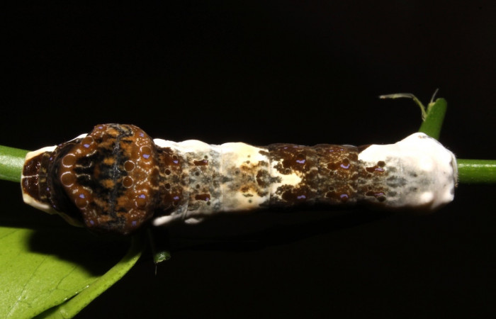 Fig. 6 Vista dorsal de oruga <i>Heraclides cresphontes</i></i> (Papilionidae) sobre <i>Citrus limon</i></i> (introducido) (14-SRNP-42909-DHJ708909).